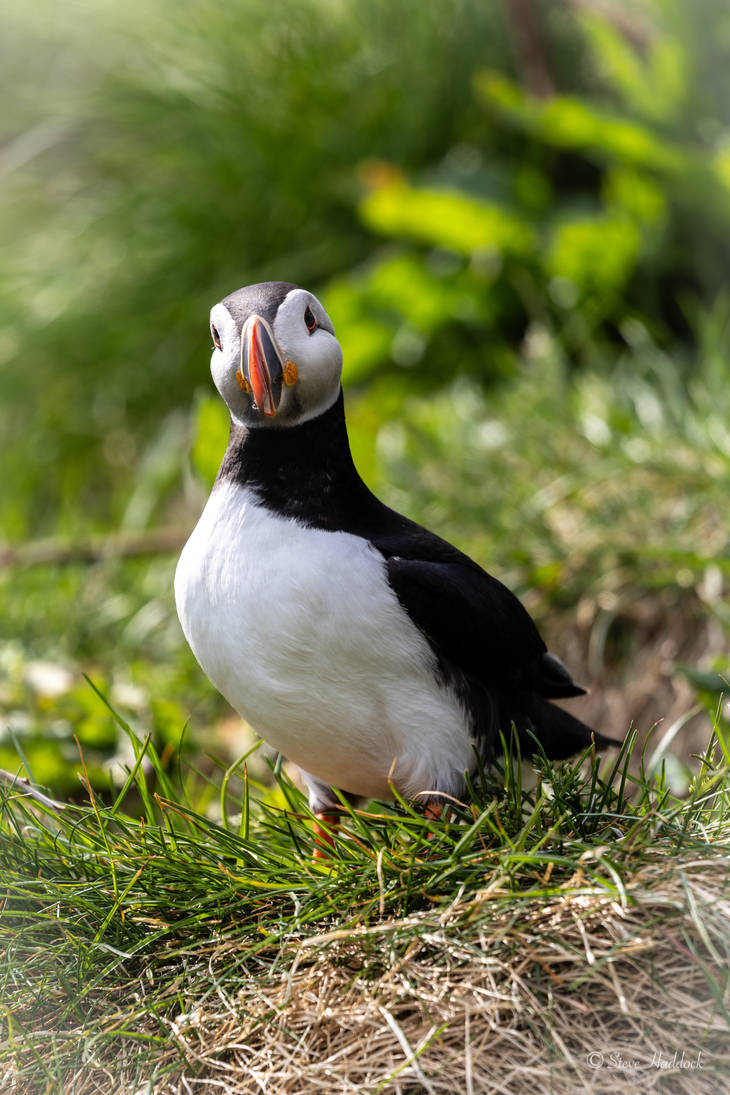 Puffin4 Puffin by stevehaddock on DeviantArt