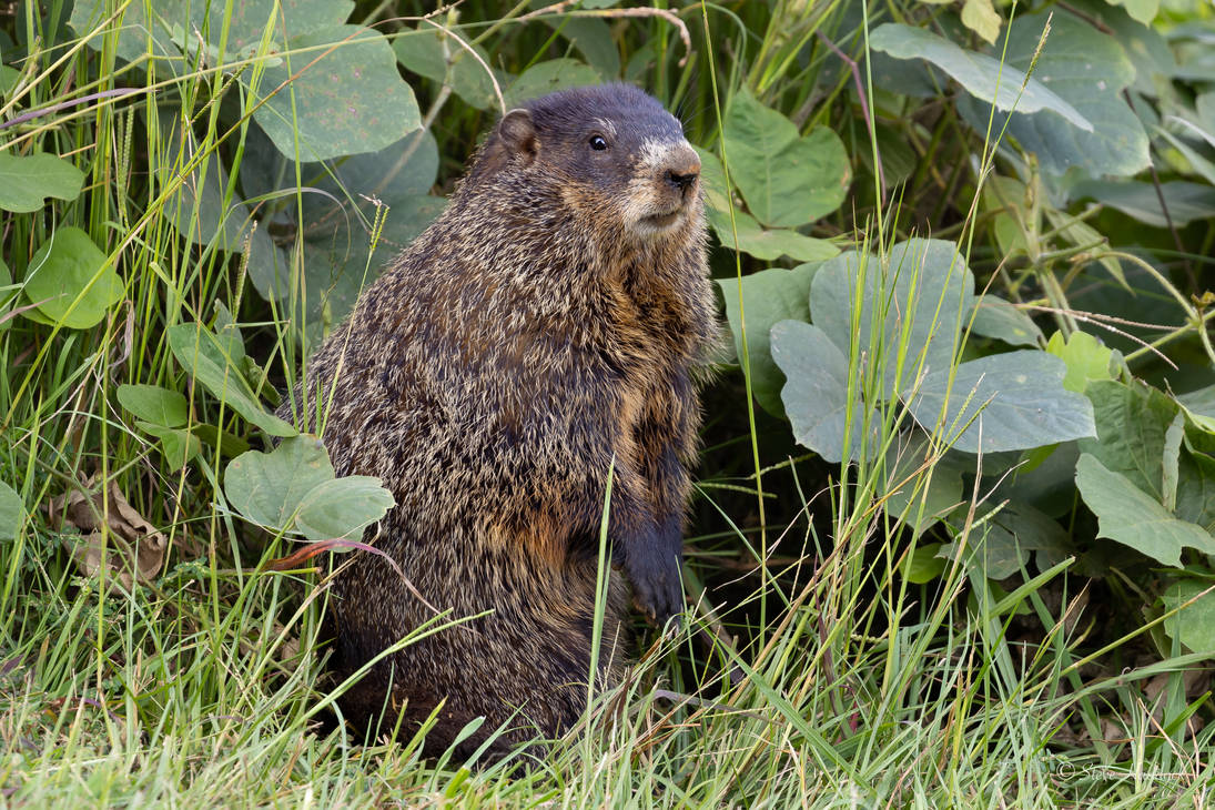 Hogging by stevehaddock on DeviantArt