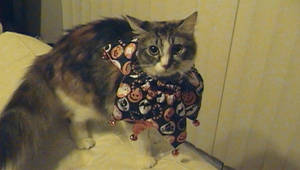 My halloween kitty :3