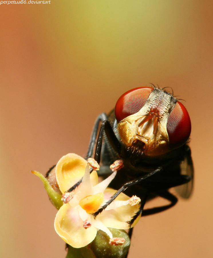 Portrait of a Fly by perpetua86 on DeviantArt