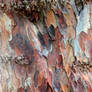 Old Yew Bark Stock Texture