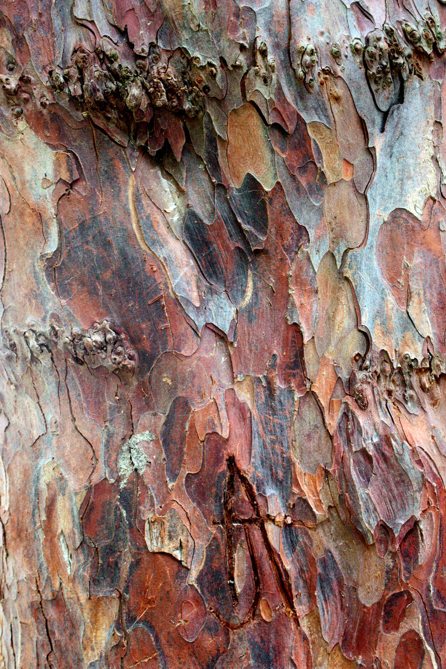 Old Yew Bark Stock Texture