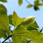 A Kew Magnolia Flower Bud by aegiandyad