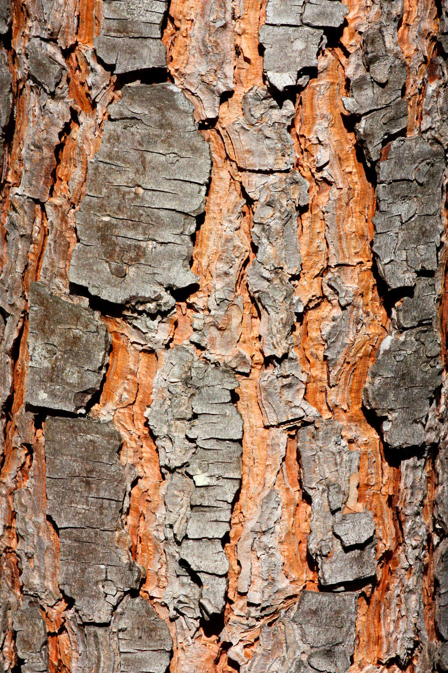 Stone Pine Bark Texture Stock
