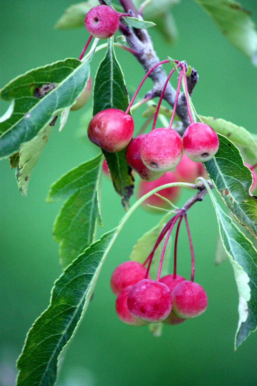 Rosey Fruits Of Early Autumn