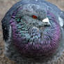 Experimental Spherical Pigeon