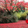 Lady In Red Maple Leaves