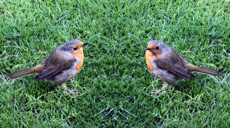 Matching Pair Of Stock Robins