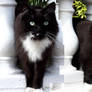 Ballustrade Cat Diptych