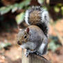 Cute Grey Squirrel Stock