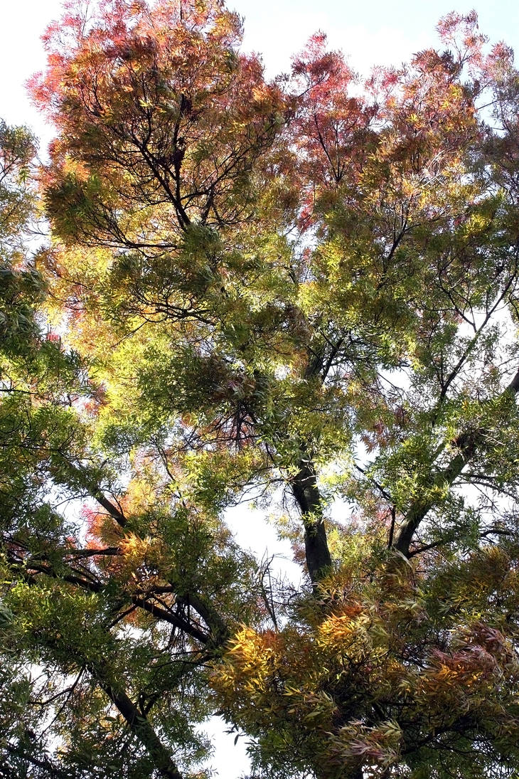 Ash Tree In Mid October 2009 by aegiandyad on DeviantArt
