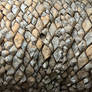 Encephalartos Cycad Detail