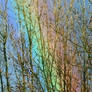 Rainbow Seen Through Bare Branches