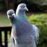 Experimental Conjoined Pigeon