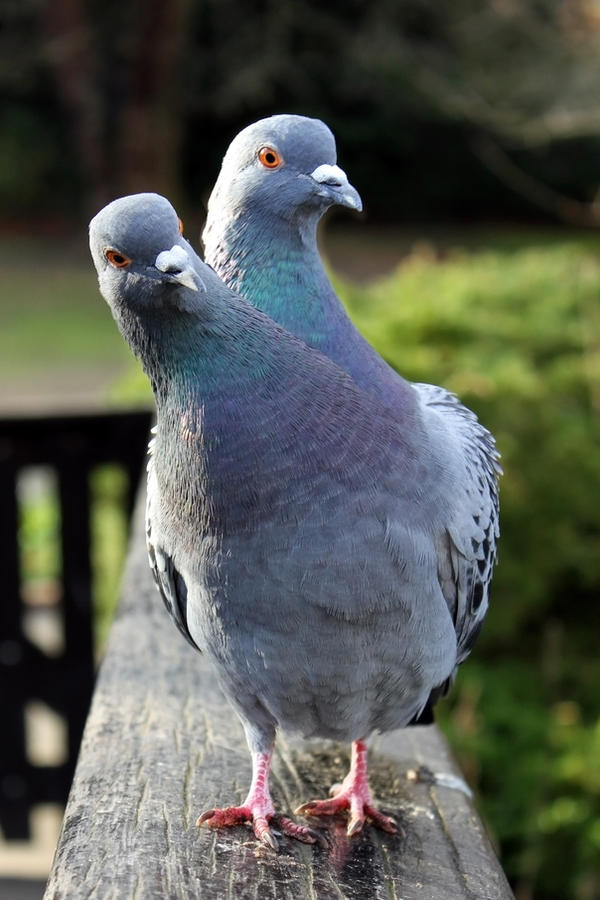 Scarica Gratis Images Experimental Conjoined Pigeon By Aegiandyad On Deviantart actualisé par