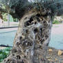 Gnarly Olive Tree Trunk Stock
