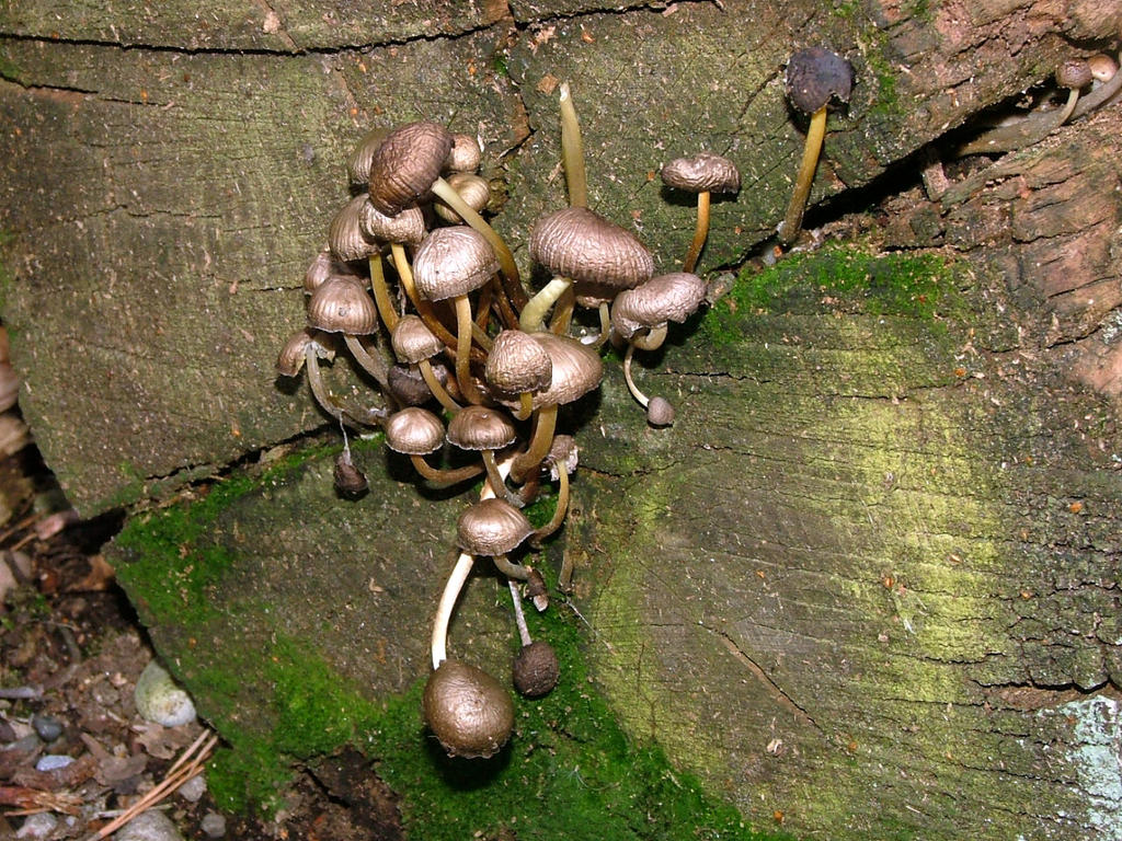 A Gaggle, Raggle Taggle Or Snaggle Of Shrooms