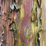 Cyprus Strawberry Tree Bark Stock Sample Texture