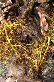 This Palm Tree Has Just Eaten My Norfolk Terrier