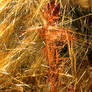 Impression Of The Wicker Man In Rutilated Quartz