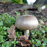 A perfectly Grown Mushroom by aegiandyad