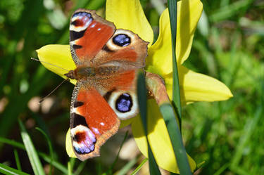 A Butterfly On A Daffodil