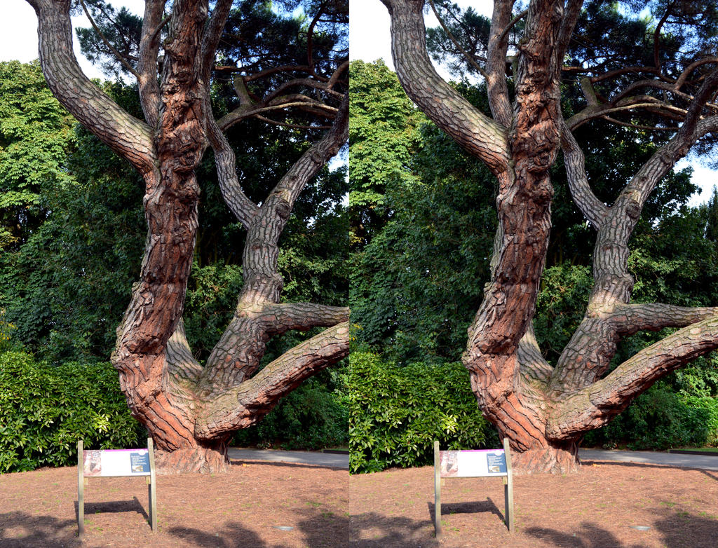 A Kew Gardens Heritage Pine Tree Stereo