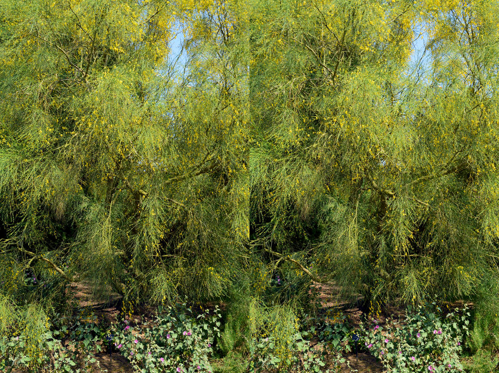 Kew Gardens Large Cytisus Bush Stereo II