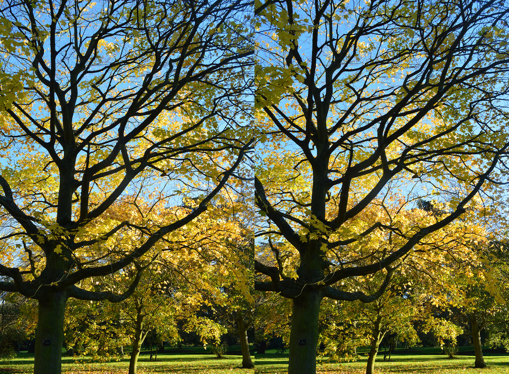 Maple Tree Branch Autumn Stereo