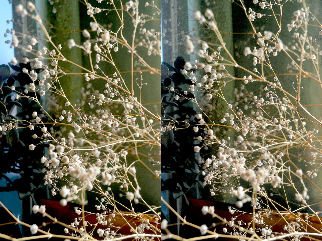 Babies' Tears Stereoscopic Watercolour