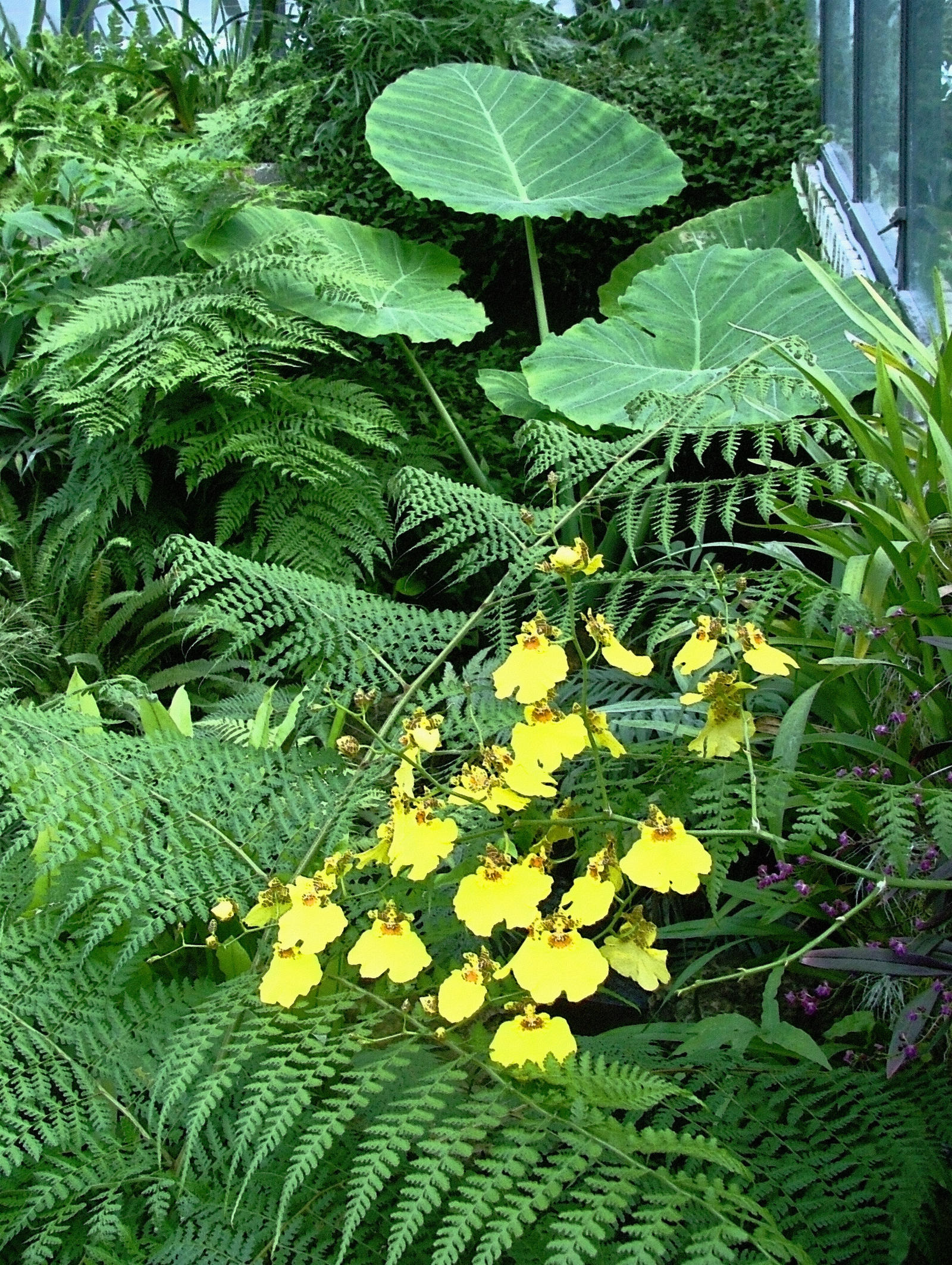 Tropical Fern And Orchid Smudge Stick On Sandstone