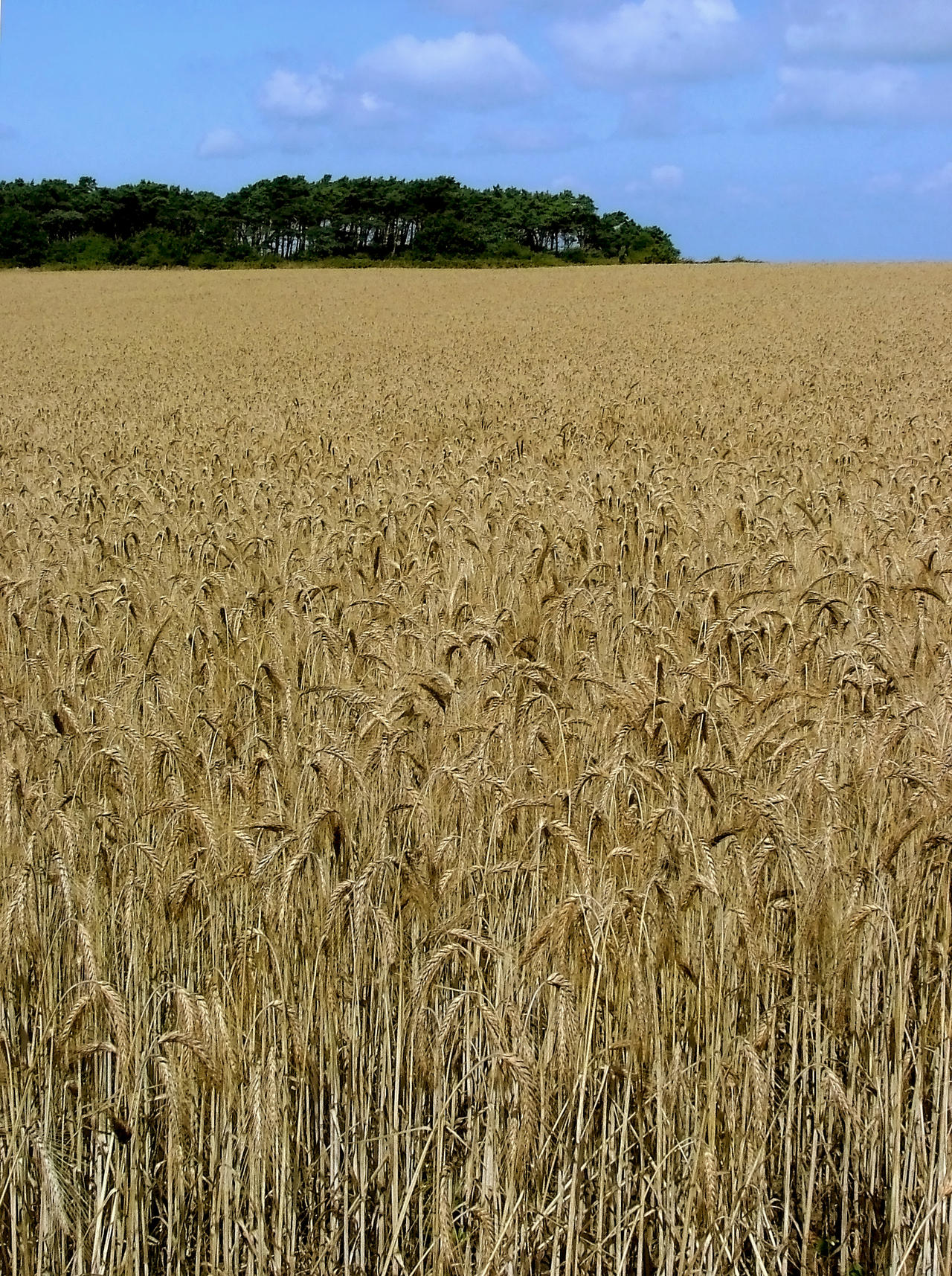 Not Andrew Wyeth's Norfolk