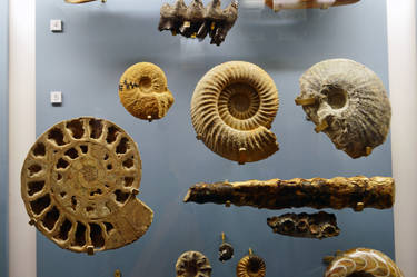 A Case Of Ammonite Evolution