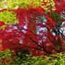 Heathfield Big Red Japanese Maple Paper Cut Out