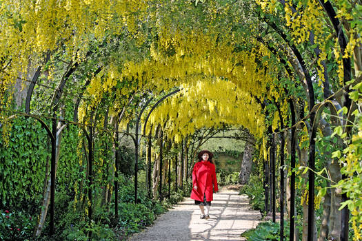 Mrs Aegiandyad In The Kew Gardens Labernum Walk