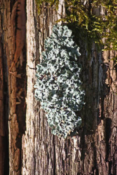 Lichen Painting Fake Dry Brush Oil On Canvas