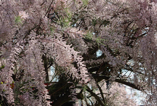 Beneath The Tamarind Tree