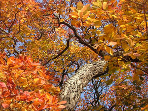 The Dragon Scale Bark Tree, Detail.