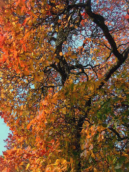 Kew's Cotinus Obovatus, Fake Painting No.1