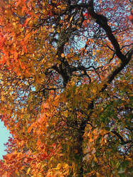 Kew's Cotinus Obovatus, Fake Painting No.1