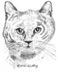 Portrait of Gray Cat