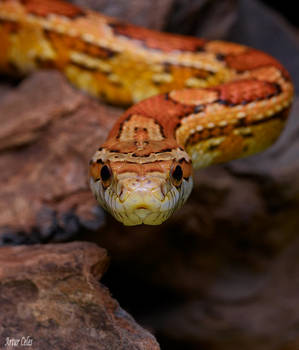 2.Corn snake