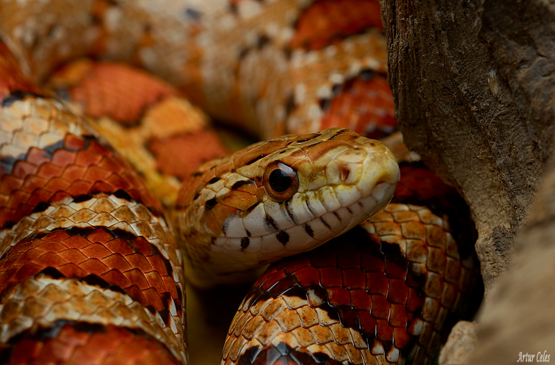 3.Corn snake