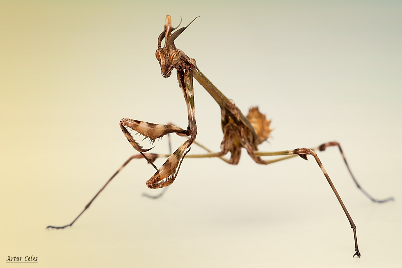 60.Empusa fasciata