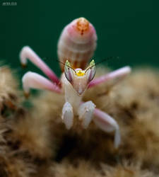 69.Hymenopus coronatus