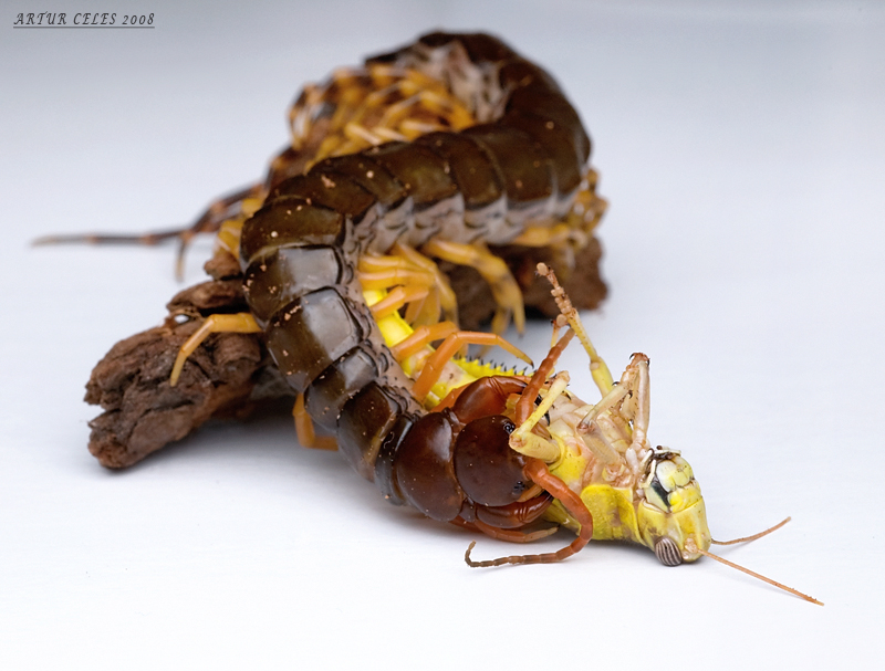 99.Scolopendra subspinipes