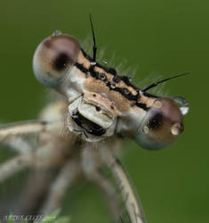 160.Dragonfly_close-up