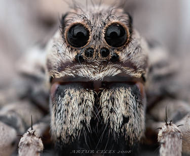 171.Lycosa tarantula