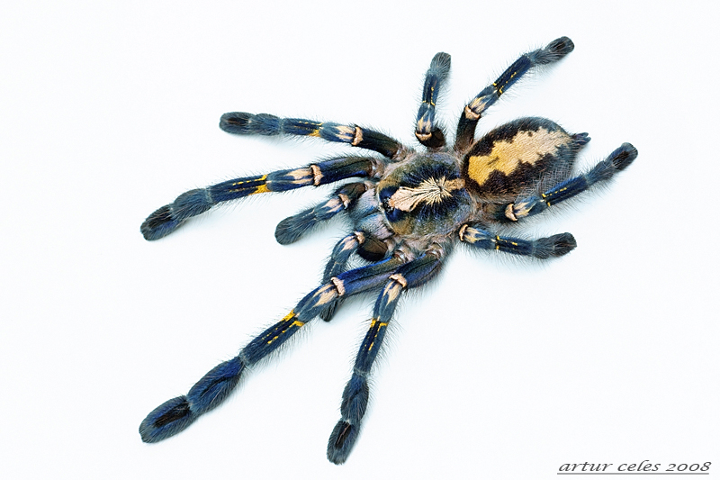 16.Poecilotheria metallica