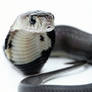 7.Cobra monocled